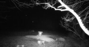 PILTUUDIS: Sead ajasid karu minema