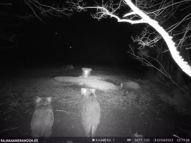 Sead ja karu koos - PV