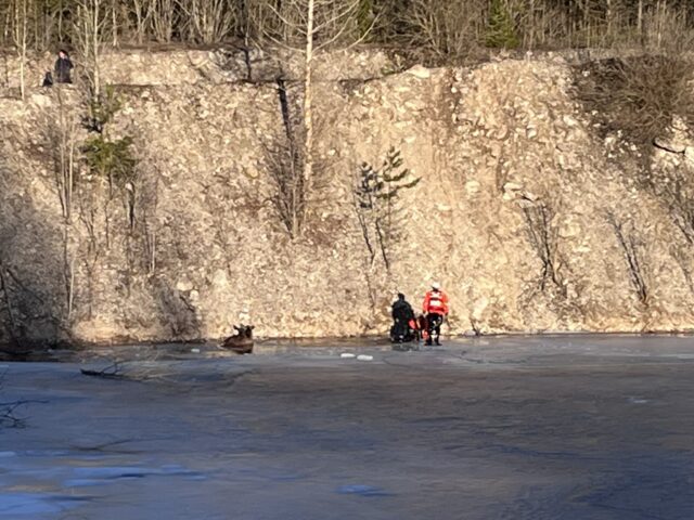 aidu põder ida-viru