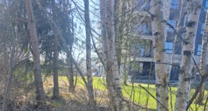 Haaberstis jäi hunt auto alla