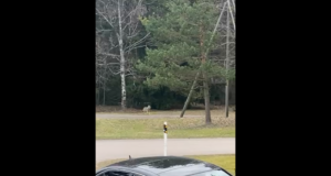 Üksik hunt jooksis Raekülas ringi