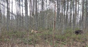 Lätis toimuvad aprillis jahikatsed