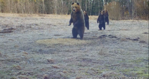 VIDEO: Karud valvel!