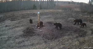 Huvitav vaatepilt: karuema nelja pojaga