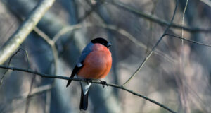 Riigimetsas algab 15. aprillil pesitsusrahu