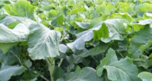 Soeta söödakapsa seemet