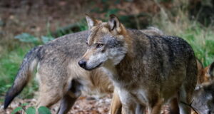 Hundirünnakud Põhja-Sakalas jätkuvad