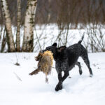 152721577_913657129369760_4518515078753325728_n