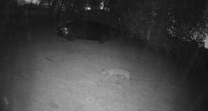 Hallistes sai taksikoer huntide käest pureda