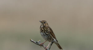 Ornitoloogiaühing kustub linnuvaatlejaid loendama pesitsevaid linde