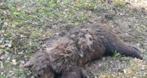 Karupoeg jäi olelusvõitluses alla