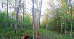 Hiiumaa mesikäpp jäi taas rajakaamerasse