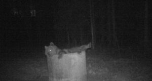 Metsaott leidis puhkamiseks ebatavalise koha