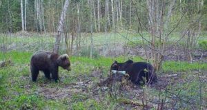 Kas karu võib nakatuda kärntõvesse?