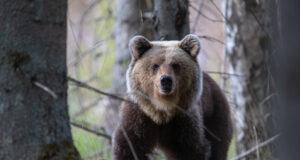 Loodusfotograaf sattus karurünnakule peale