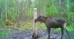 Lõppenud põdrajahihooajal kütiti 3538 põtra