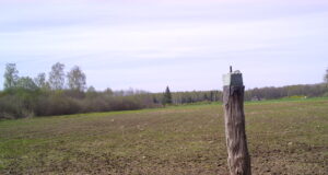 Metskitsed saavad suvekarva