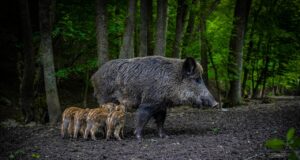 Loomataudide infopäev 2025