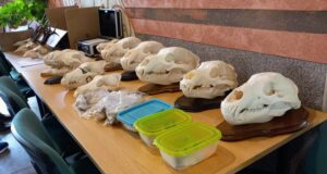 Tartus toimus hooaaja viimane trofeede ülevaatus