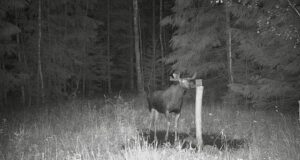 Miks on juuli algus õige aeg alustada põtrade loendusega soolakutest?