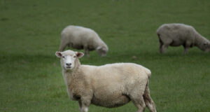 Kuidas kaitsta oma karja, kui hundijaht ära keelatakse?