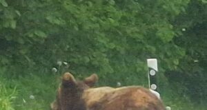 Ettevaatust, karud külas!