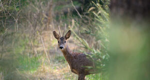 Keskkonnaamet lubab tänavu metskitsi küttida minimaalselt