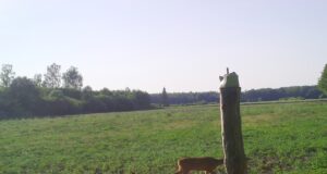 Kitsemamma tallega soolakus