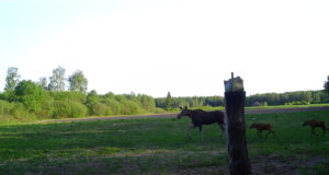 Mulgimaal liiguvad põdravasikad koos emaga juba ringi