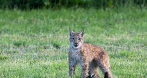 Kass pääses imekombel ilvese käpa alt