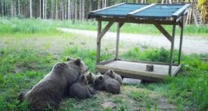 Ulukiasurkondade seisundist