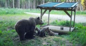 Lääne-Virumaal toimetavad karupojad koos emaga