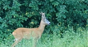 VIDEO! Sokk tuli laulupeole!