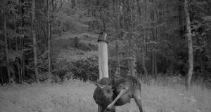 Piltuudis: põdrapullihakatis tõrjub putukaid