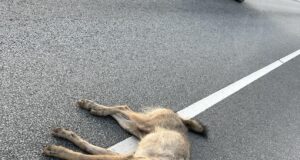 Kurb lugu: Tartumaal hukkus hunt