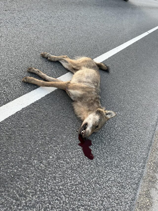 tartu hunt liikluses