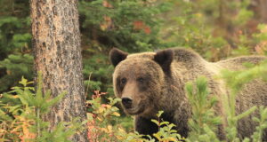Amet loodab, et küttimisvajaduse parem põhjendamine lubab karujahil jätkuda