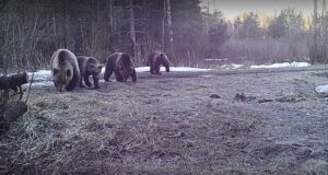 Sel jahihooajal on kütitud 32 karu