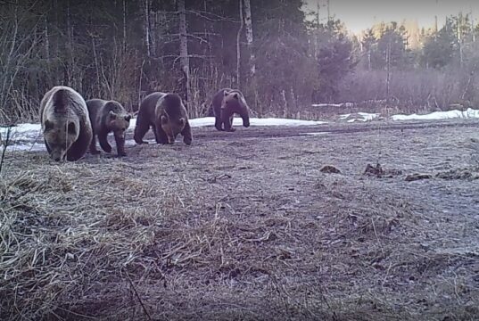 Keskkonnaamet suunab karu küttimisload kahjustuspiirkondadesse