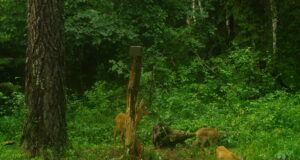 Viljandimaal on kitsed juba suvekarvas