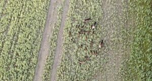 VIDEO: Metsseakari koguneb põllule