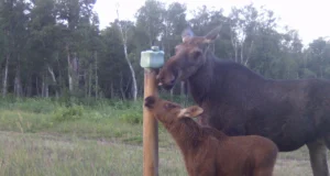 VIDEO: Põdralehm ja vasikas täiendamas soolavarusid