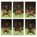 baieri verekoera kutsikad müüa