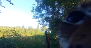 PILTUUDIS: Ilves tuli rajakaamerat uudistama