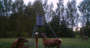 Jahindusnõukogud on punahirve kokkulepped langetanud