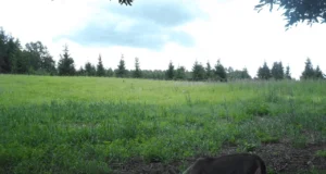 Hundikutsikas uudistas Kõrvemaal ümbrust