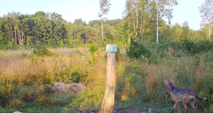 Ootamatu kohtumine – hunt ja metskits!