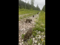 VIDEO: Kährikud avastamas maailma