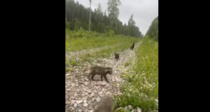 VIDEO: Kährikud avastamas maailma