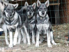 Müüa Jämtlandi koerakutsikad